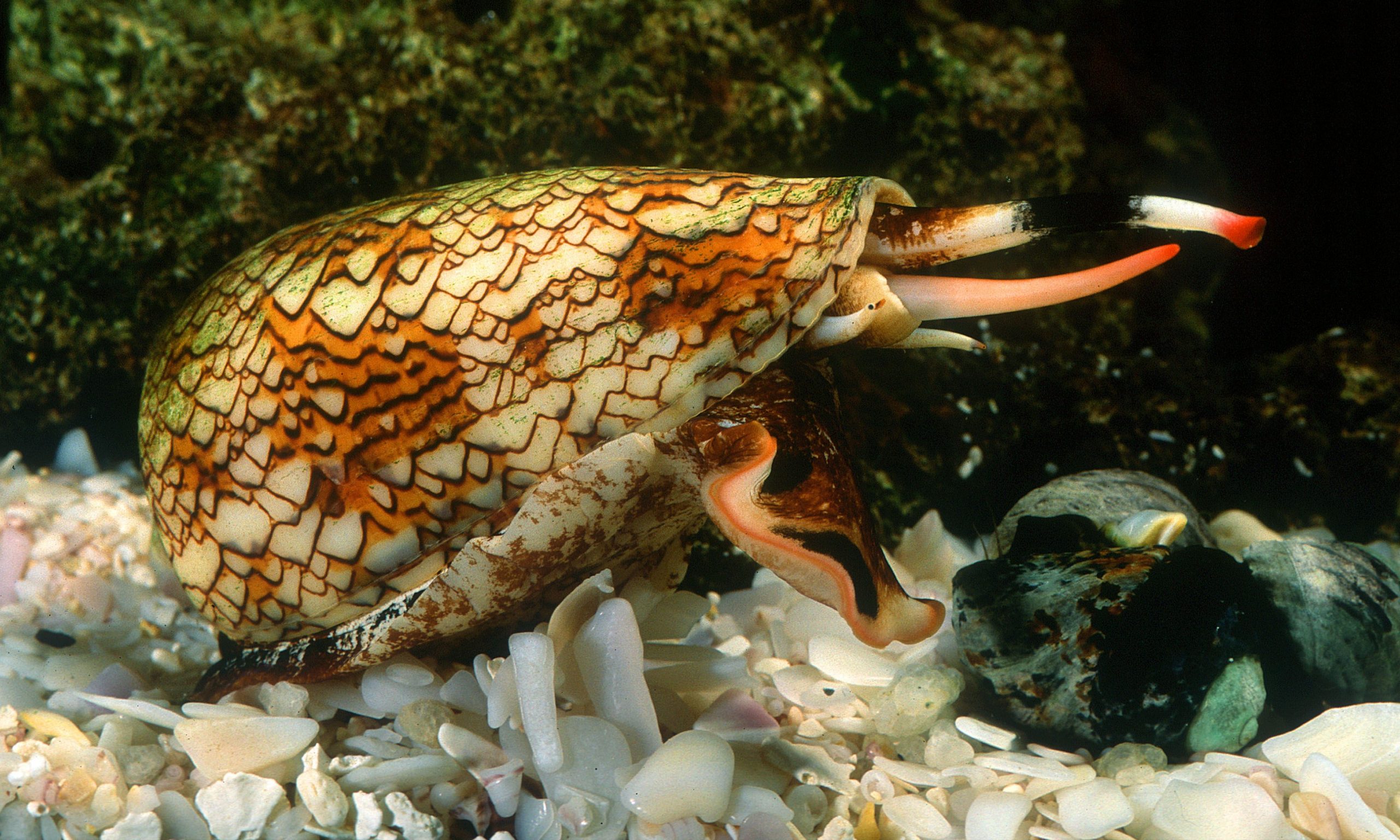 Cone Snails